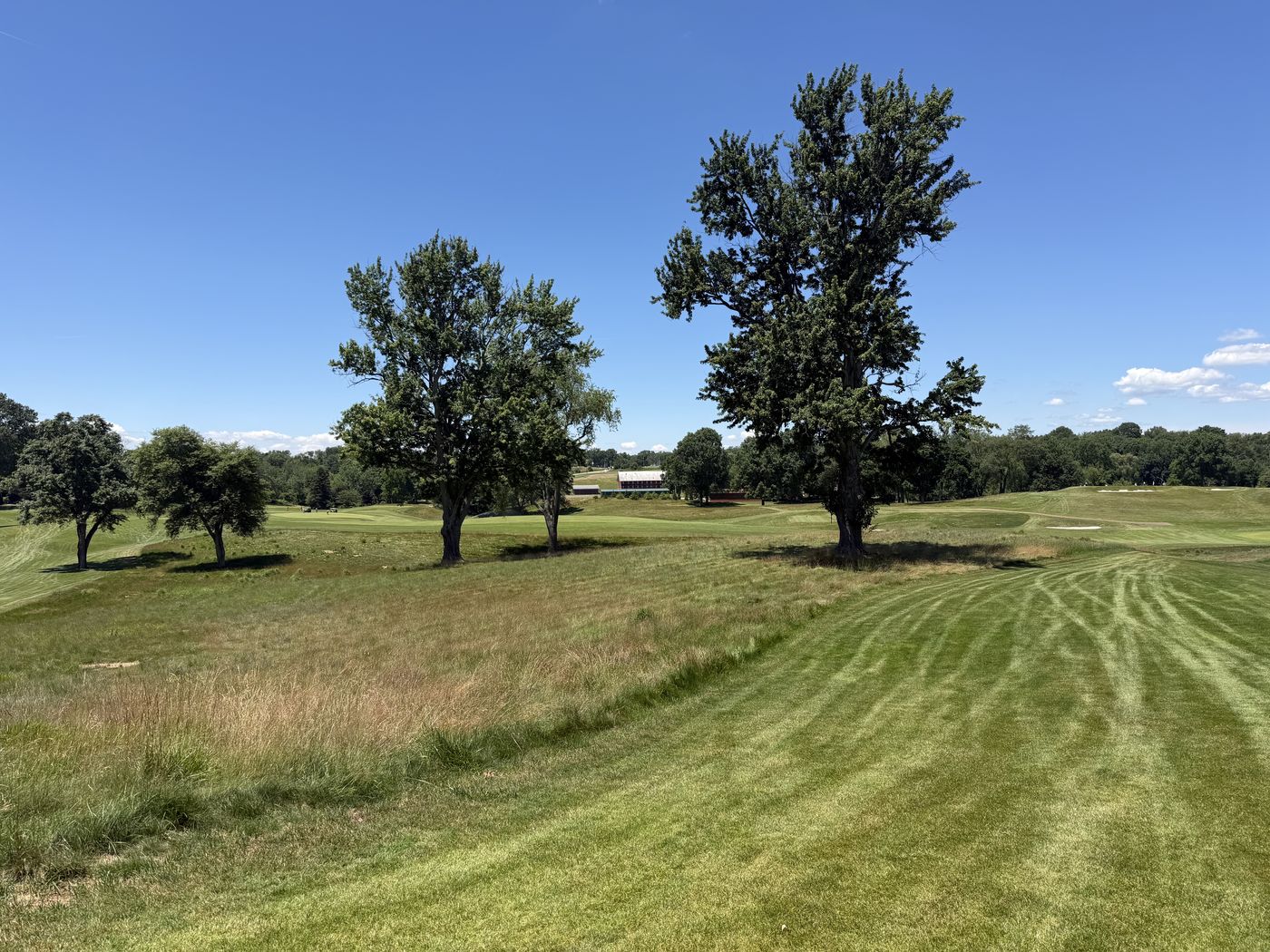 Clean native rough running alongside a mown fairway