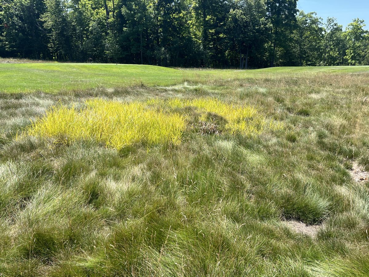 Targeted weeds yellowing in a native stand two weeks after application